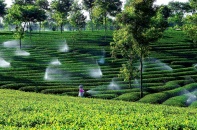 Tái cơ cấu ngành nông nghiệp bằng thế “chân kiềng”