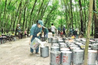 Cao su Đắk Lắk kỳ vọng từ tăng giá cao su tự nhiên