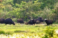 Bảo vệ hay phá vỡ khu sinh quyển thế giới vì sinh kế: Mổ xẻ, phản biện tận cùng của chuyên gia