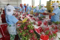 Nông sản Việt bị kiểm tra gắt gao khi vào thị trường EU