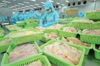 Rủi ro với Nam Việt khi giá cá tra hạ nhiệt