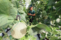 Luật Đất đai “cản chân” doanh nghiệp nông nghiệp công nghệ cao