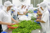 Doanh nghiệp đau đầu vì thiếu nguyên liệu chế biến