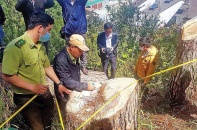 Rừng thông ba lá ở Lâm Đồng liên tục bị triệt hạ