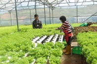 Gian nan start-up lĩnh vực nông nghiệp