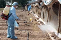 Ngăn dịch cúm gia cầm bùng phát   