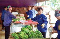 Xuất khẩu thanh long, chuối, sầu riêng hướng mốc 2 tỷ USD