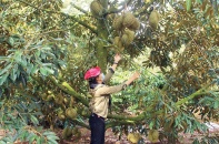 Công ty cổ phần Phát triển công nghệ sinh học: Khoản nợ “dây chuyền” ngày càng phình to