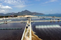 Khánh Hòa: Nuôi biển công nghệ cao thu hút nhiều nhà đầu tư lớn