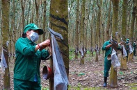 Công ty cổ phần Cao su TP.HCM: Nguy cơ gây mất vốn của cổ đông nhà nước