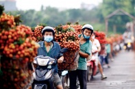 Dồn lực xuất khẩu trái cây vào cao điểm thu hoạch