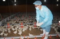 Doanh nghiệp chăn nuôi khó khăn đủ đường   