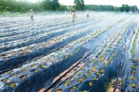 Quảng Bình xây dựng “bệ đỡ” nông nghiệp công nghệ cao 