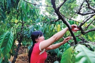 Cà phê Việt ứng xử với nguy cơ đứt gãy chuỗi cung ứng
