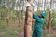 Liên kết, hợp tác trồng và khai thác cao su tại Kon Tum: “Cơm không lành, canh không ngọt”
