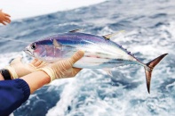 Không cho phép đánh bắt cá ngừ vằn có chiều dài dưới 500 mm: “Lấy đá ghè chân mình”