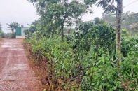 Hơn 11 ha đất bị lấn chiếm tại huyện Bảo Lâm (Lâm Đồng): Lập được hồ sơ xử lý thì… hết thời hiệu