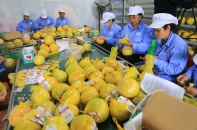 Xuất khẩu nông sản về đích ngoạn mục   
