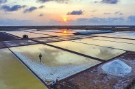 Phát triển bền vững nghề muối Bạc Liêu