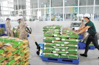 Vinaseed bước vào thời điểm tái cấu trúc toàn diện  