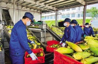 Chặng đường dài hơi với nông sản Việt, nhìn từ Doveco   