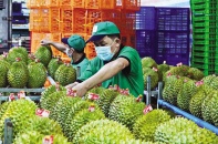 Sầu riêng Việt hóa giải thế khó trên bàn cờ xuất khẩu