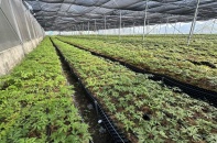 “Báu vật” giữa đại ngàn - chìa khóa thoát nghèo của người Lai Châu