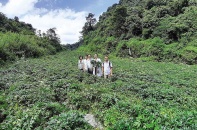 “Cây vàng” dưới tán rừng giúp nông dân Bắc Hà đổi đời