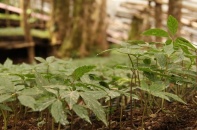 Đà Nẵng kích hoạt đầu tư vào công nghiệp dược liệu