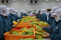 Kỳ tích của doanh nghiệp xuất khẩu rau quả