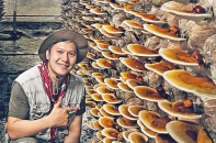 Đánh thức hệ sinh thái nấm xanh dưới mái pin mặt trời   