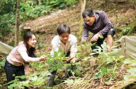 Đà Nẵng khai phá “mỏ vàng” công nghiệp dược liệu