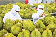 Xuất khẩu nông sản chịu nhiều sức ép mới