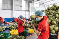 Mượn mã số vùng sản xuất: Rủi ro cho doanh nghiệp xuất khẩu