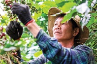 Quỹ ngoại muốn làm cổ đông của nông dân Việt