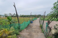 Dự án Sunspa - Đảo Yến mắc kẹt vì giải phóng mặt bằng