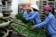 Đại gia số 1 ngành chè sắp đại chúng hóa