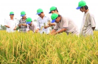 IPO gần 2 triệu cổ phần của Giống cây trồng Hải Dương