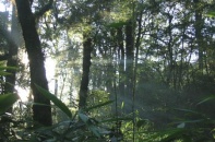 VINAFOR sẽ thành lập doanh sản xuất bột giấy trị giá 3.500 tỷ đồng