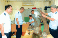 Hải quan ban hành 1 quyết định khởi tố, chuyển cơ quan khác khởi tố 17 vụ trong tháng 5