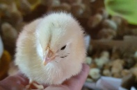 Tập đoàn Mavin phân phối giống gà cho năng suất tốt nhất thị trường