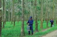 Cao su Tây Ninh có thêm 1 cổ đông lớn pháp nhân là Sài Gòn TRC