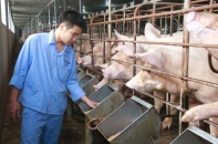 Doanh nghiệp đồng hành cùng người chăn nuôi tái đàn lợn