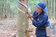 Lợi nhuận quý I/2020 của Cao su Thống nhất tăng hơn 1.600%