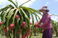 Hoàng Anh Gia Lai bị xử phạt hành chính về thuế