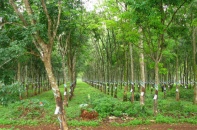 Cao su Tây Ninh dự kiến lợi nhuận hơn 41 tỷ đồng trong quý IV