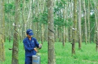 Cao su Đồng Phú giảm gần 30% lợi nhuận