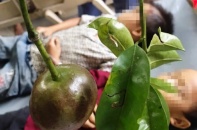 Cảnh báo ngộ độc thực phẩm từ quả dại