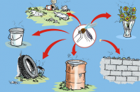 Một số dấu hiệu gần giống nhau dễ khiến người dân nhầm sốt xuất huyết và Covid-19