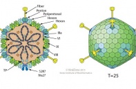 Tăng cao trẻ tử vong do virus Adeno